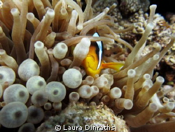 Red Sea Anemonefish hiding behind anemone tentacles, Ras ... by Laura Dinraths 